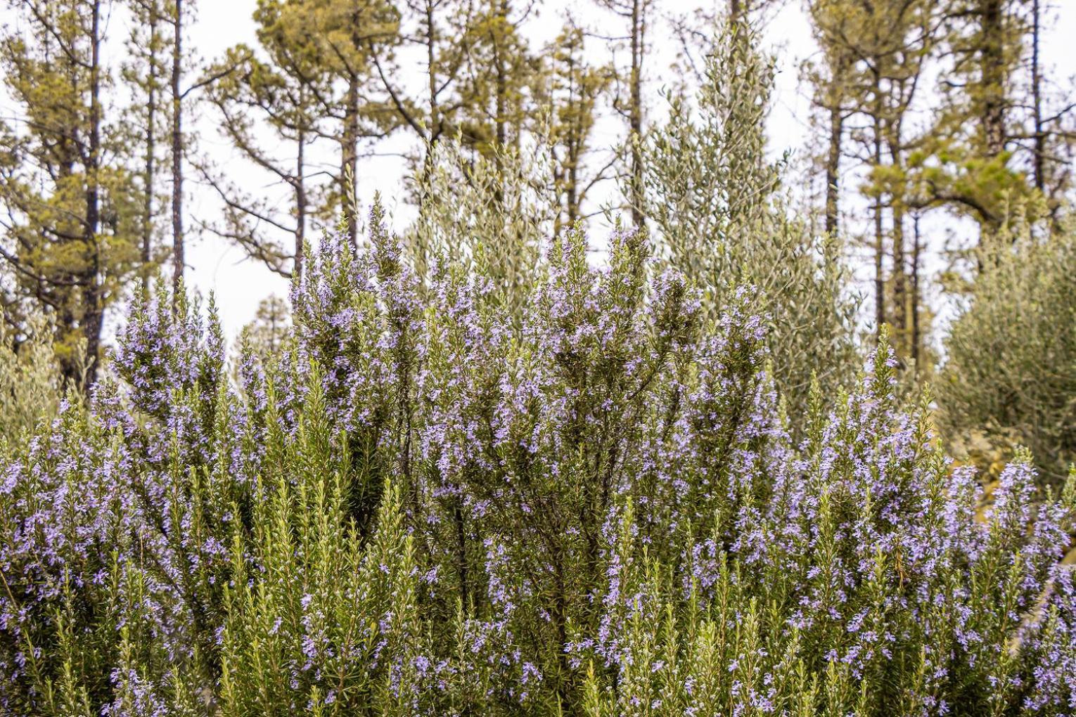 Vivienda Vacacional La Morada Эль-Пасо Экстерьер фото